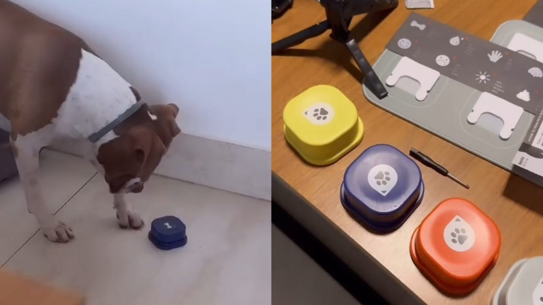 Hilário: cachorro fica 'viciado' em botão de comida após dono testar ferramenta de adestramento