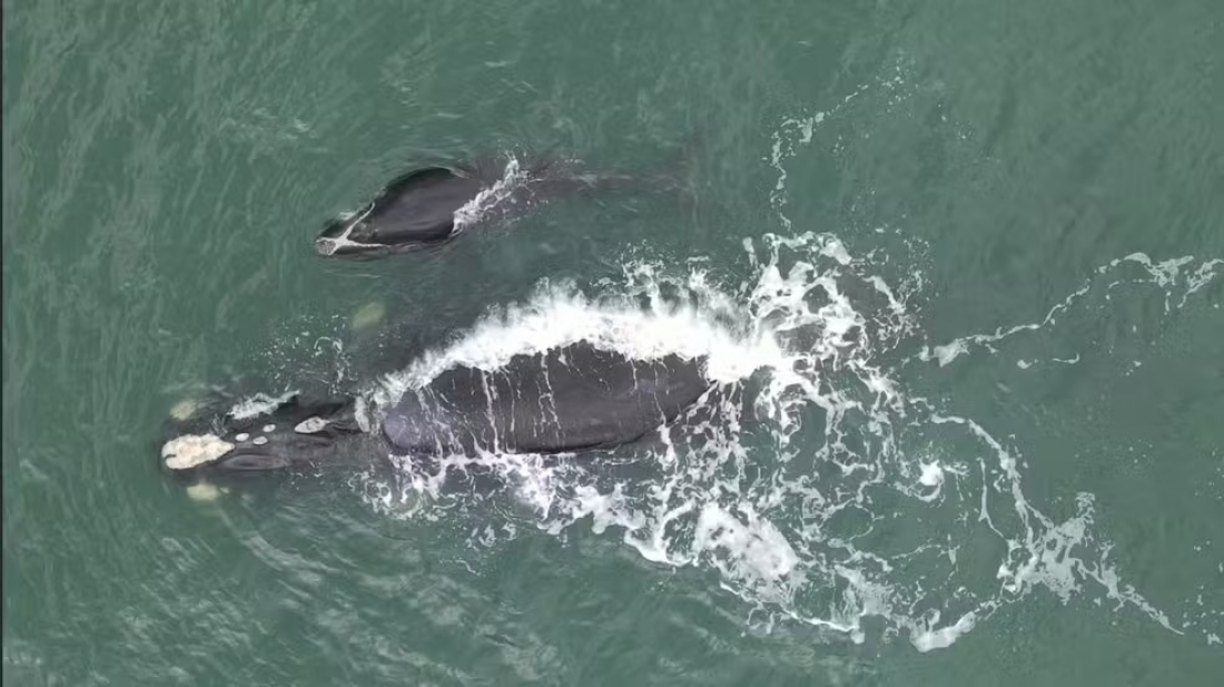 Primeiro filhote de baleia-franca visto na temporada 2024 de SC é registrado em Imbituba