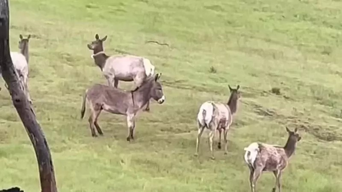 Mundo: burro desaparecido há 5 anos é encontrado vivendo com veados