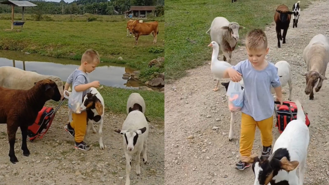 Em SC: criança viraliza ao chegar da creche e ser recebida pelos amigos animais