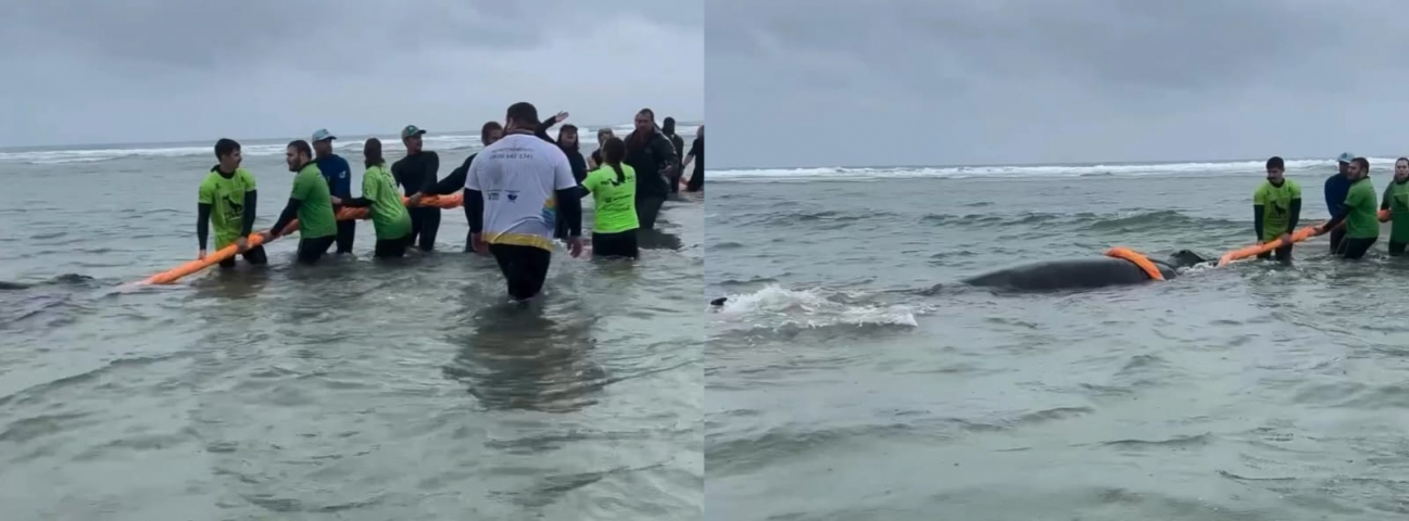 Filhote de baleia é resgatado com sucesso na Barra de Ibiraquera, em Imbituba