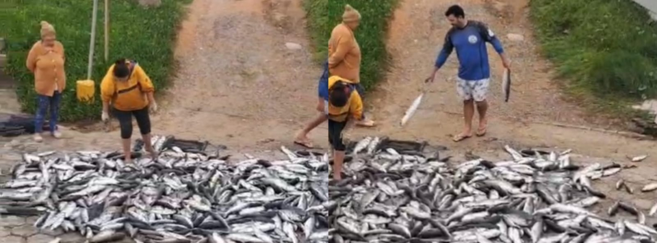 Pescador captura cerca de 700 kg de tainha em Itapirubá nesta terça (25)