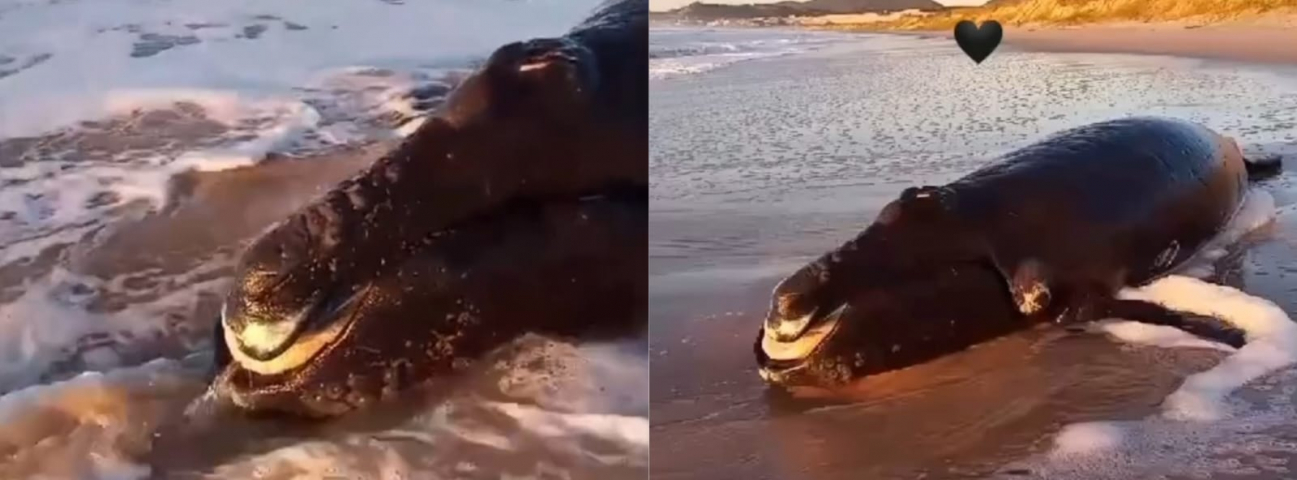 Filhote de baleia-franca encontrado em Imbituba não sobrevive sem a mãe