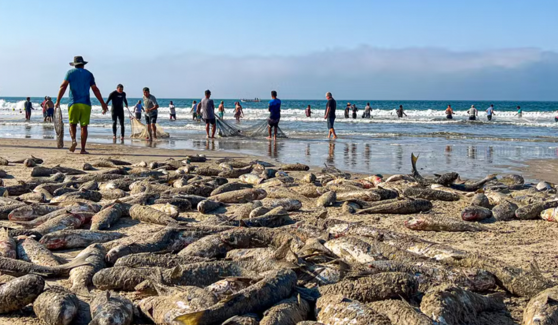 Pesca da tainha bate recorde de captura em SC
