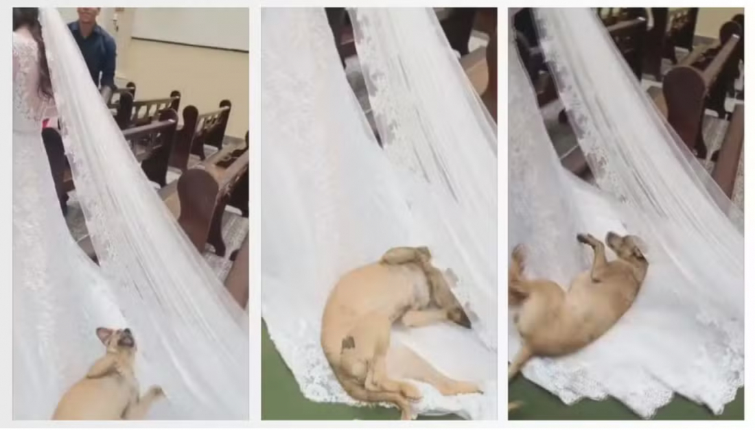 (Vídeo) Vira-lata caramelo invade igreja, deita e rola em vestido de noiva durante casamento