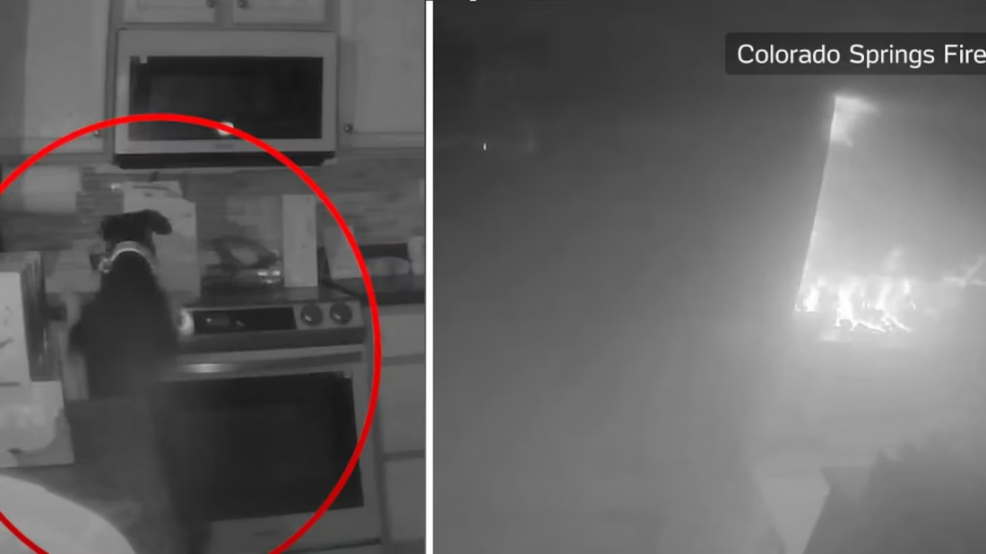 Mundo: cachorro causa incêndio em casa nos EUA após ligar fogão