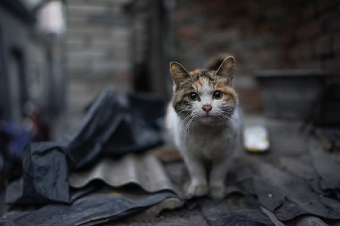 Mulher mata gata de vizinho com machado, entrega animal em saco e é presa em Timbé do Sul