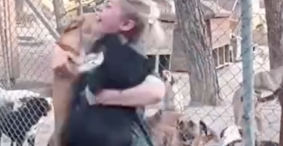 (Vídeo) Mulher visita abrigo para adotar cachorro e é 'atacada' com muito amor; assista