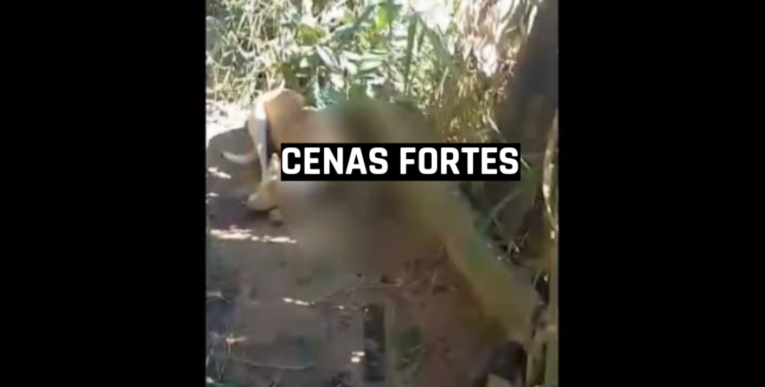 (Vídeos) Cenas fortes: 11 cachorros são mortos a tiros e outros dois ficam feridos em Gravatal