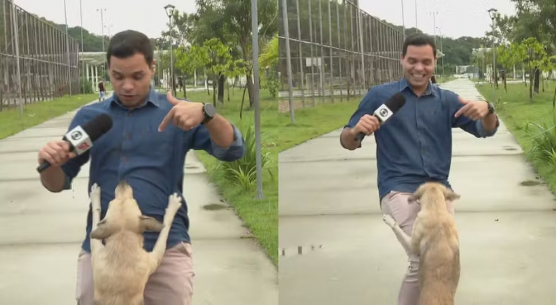 Vira-lata caramelo 'invade' reportagem ao vivo e morde fios da transmissão