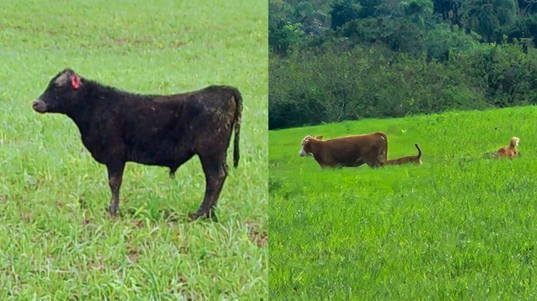 Gravatal: cuidador de fazenda relata dez gados mortos por cachorros e nega envolvimento em morte dos cães