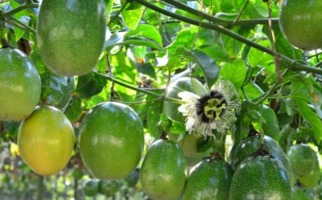 Plantação de maracujá é proibida e pomares da fruta são eliminados em SC; entenda 'vazio sanitário'