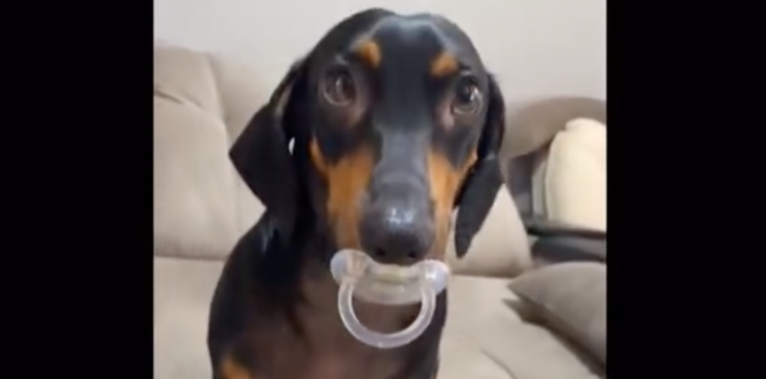 (Vídeo) Fofura! Cachorrinho ganha chupeta e encanta internautas