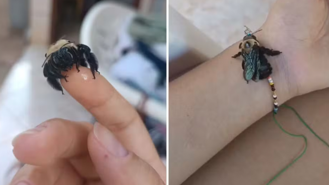 'Criamos uma conexão', diz estudante que pagou por internação de abelha