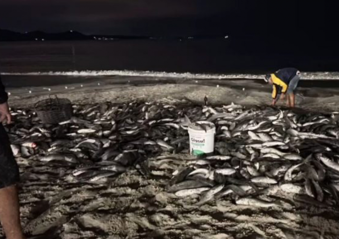 ‘Final de safra abençoado’: pescadores de SC comemoram a pesca de quase 4 mil tainhas