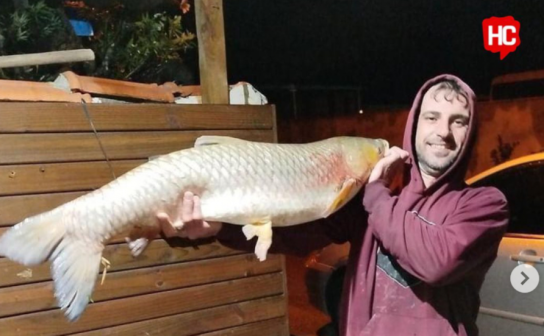 Pescador captura carpa de 11,5 quilos no Rio da Ilhota, em Gravatal