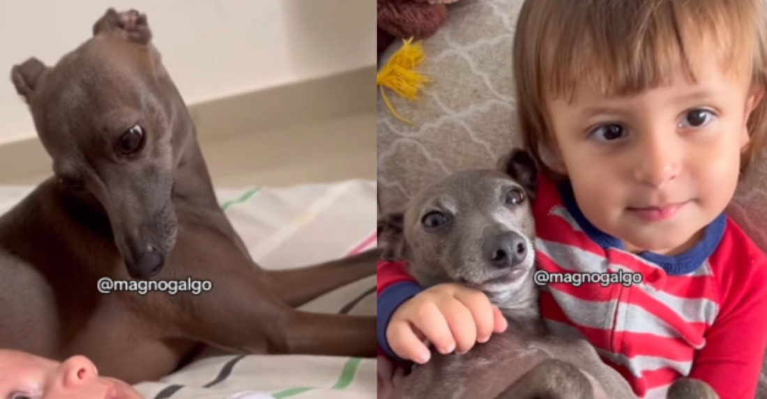 Vídeo mostra bebê e cachorro de SC envelhecendo juntos e emociona a web; assista