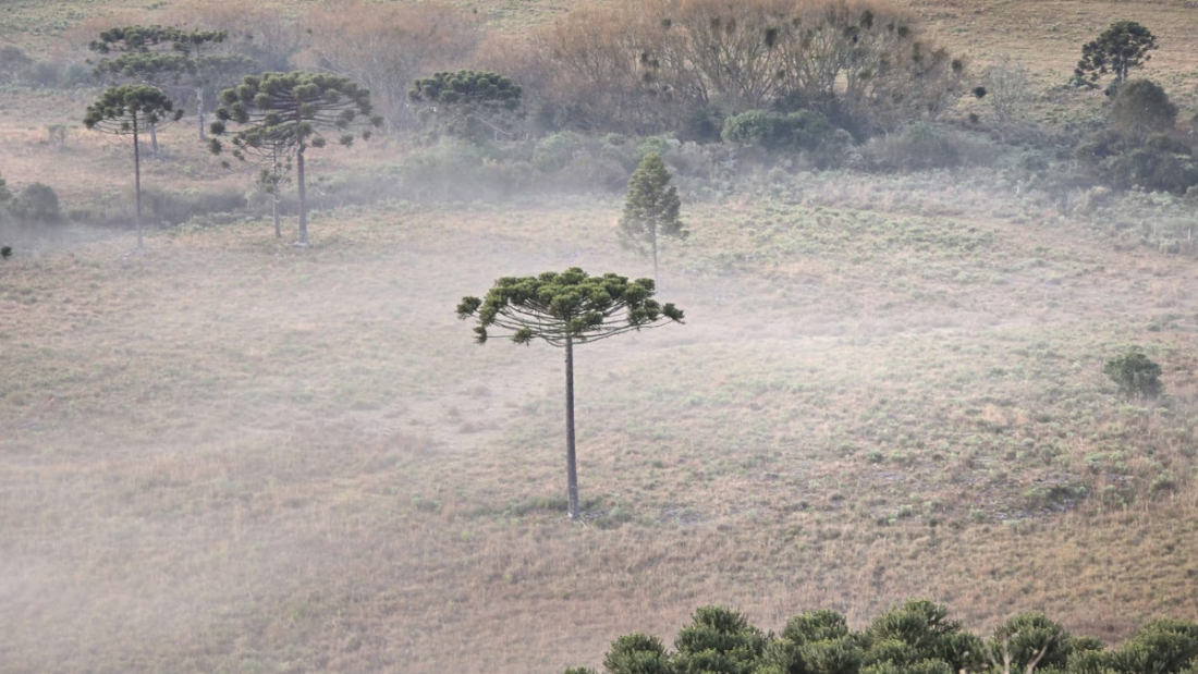 Umidade e temperaturas negativas devem trazer primeira neve do ano em SC