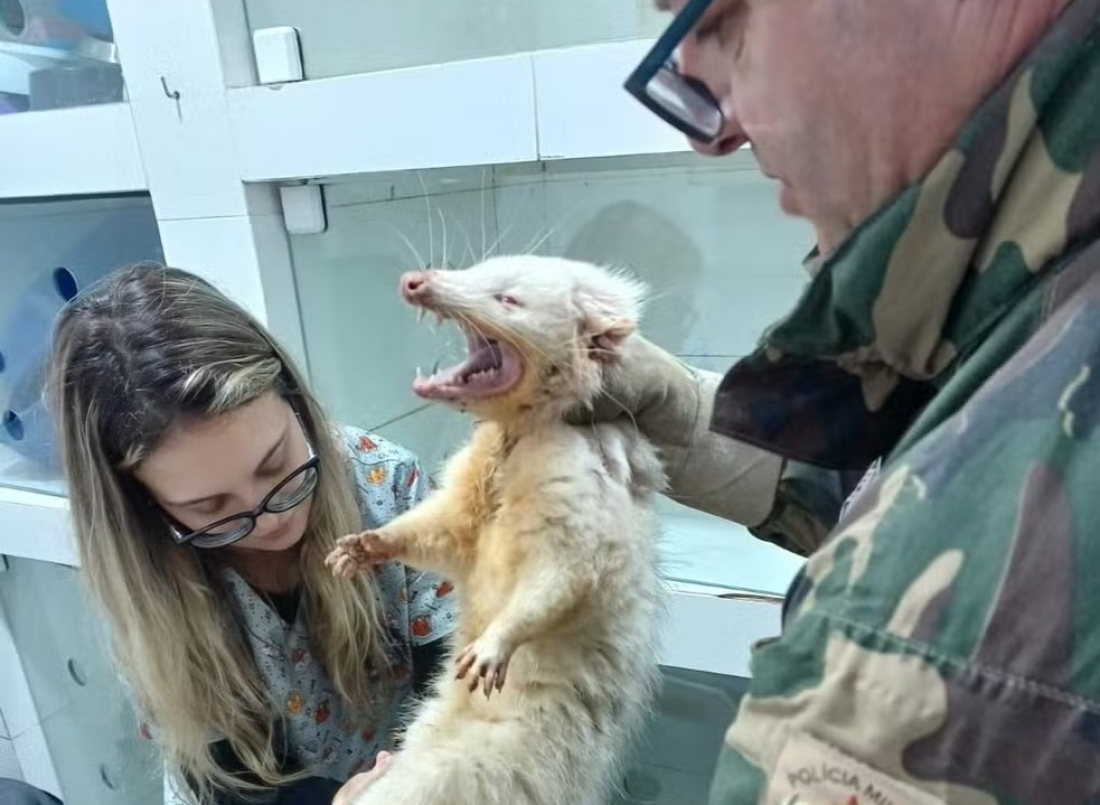 Gambá albino é resgatado em SC; condição genética é rara