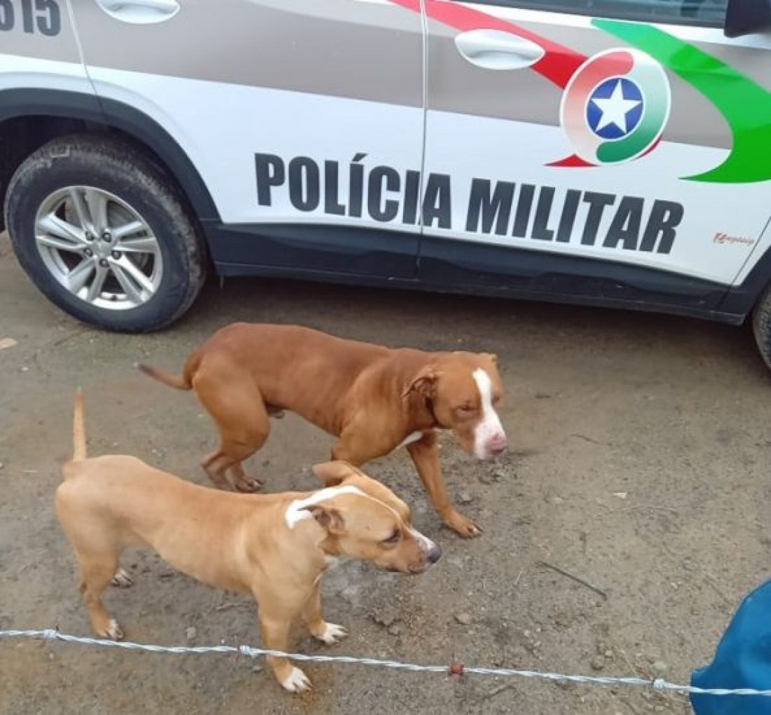 Pitbulls invadem casa, matam 21 galinhas e ferem cachorro gravemente em Laguna