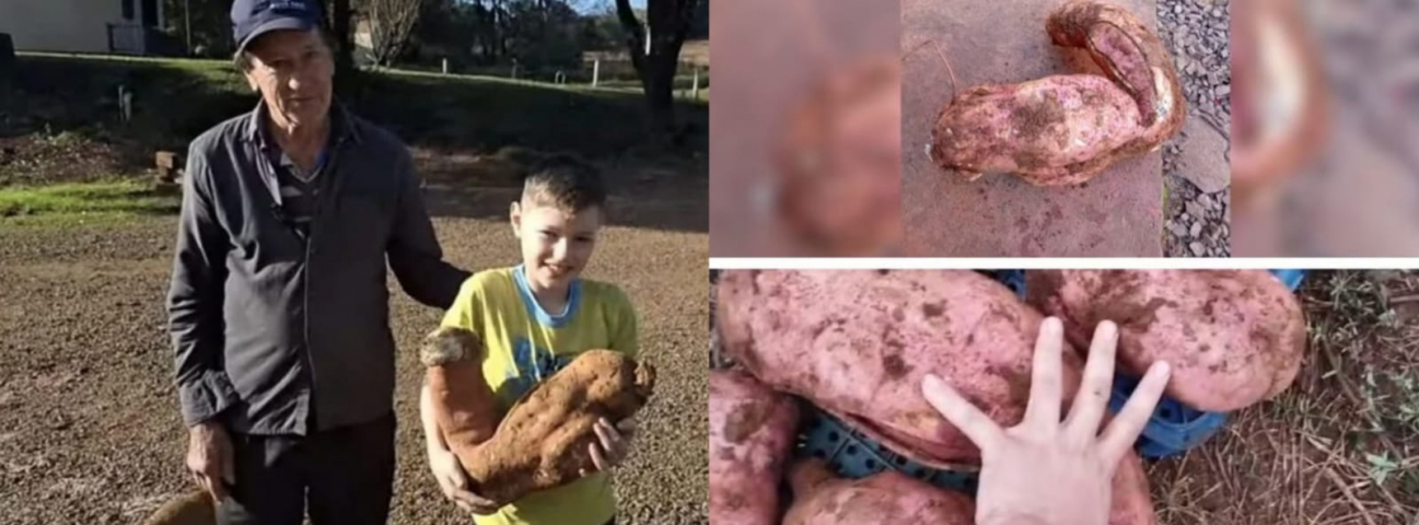 Batata-doce de quase 10 kg é colhida em SC e surpreende agricultores