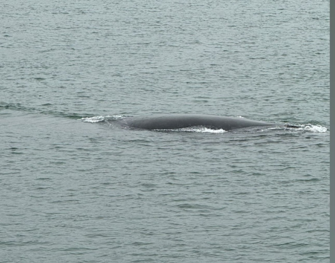 Baleias-francas são avistadas em Imbituba nesta quarta-feira