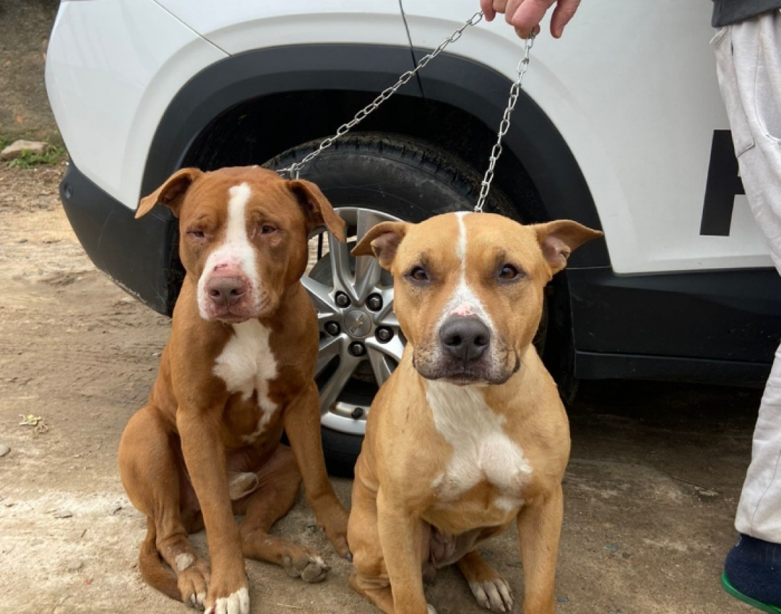 Pitbulls que invadiram casa em Laguna são colocados para adoção