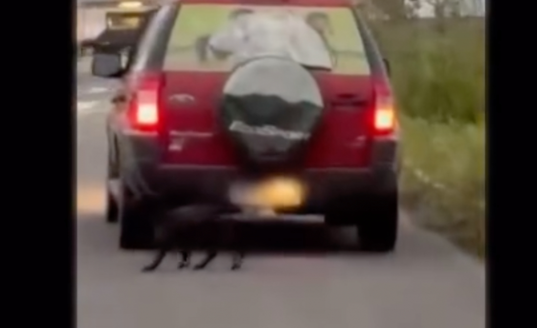 Vídeo flagra momento que cãozinho é abandonado no Bairro Santo Antônio de Pádua; em Tubarão