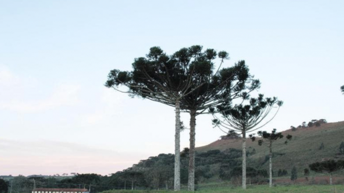 Onda de frio faz cidades de SC 'congelarem' com temperaturas abaixo de zero nesta quinta