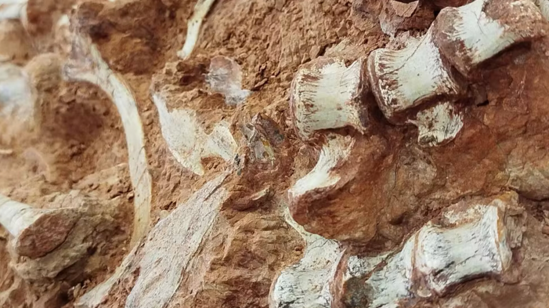 Fóssil de dinossauro é encontrado parcialmente exposto após ação das chuvas em enchente no RS