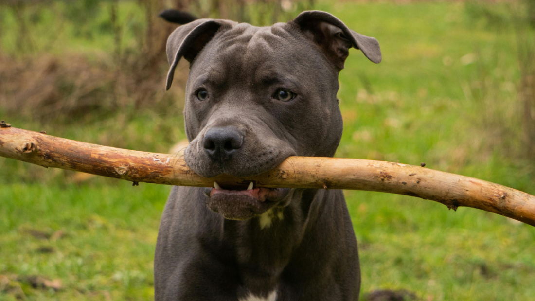 Em SC: Alesc analisa projeto de lei para esterilização obrigatória de pitbulls