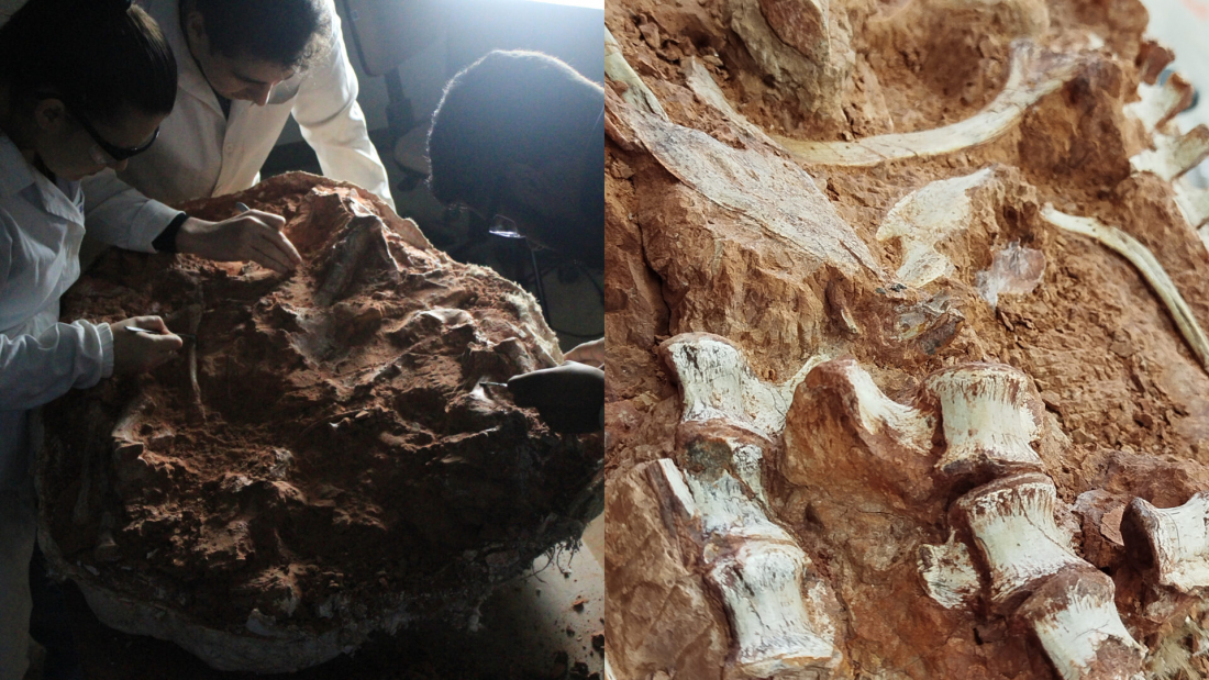 Após chuvas no RS, fóssil de 233 milhões de anos é encontrado