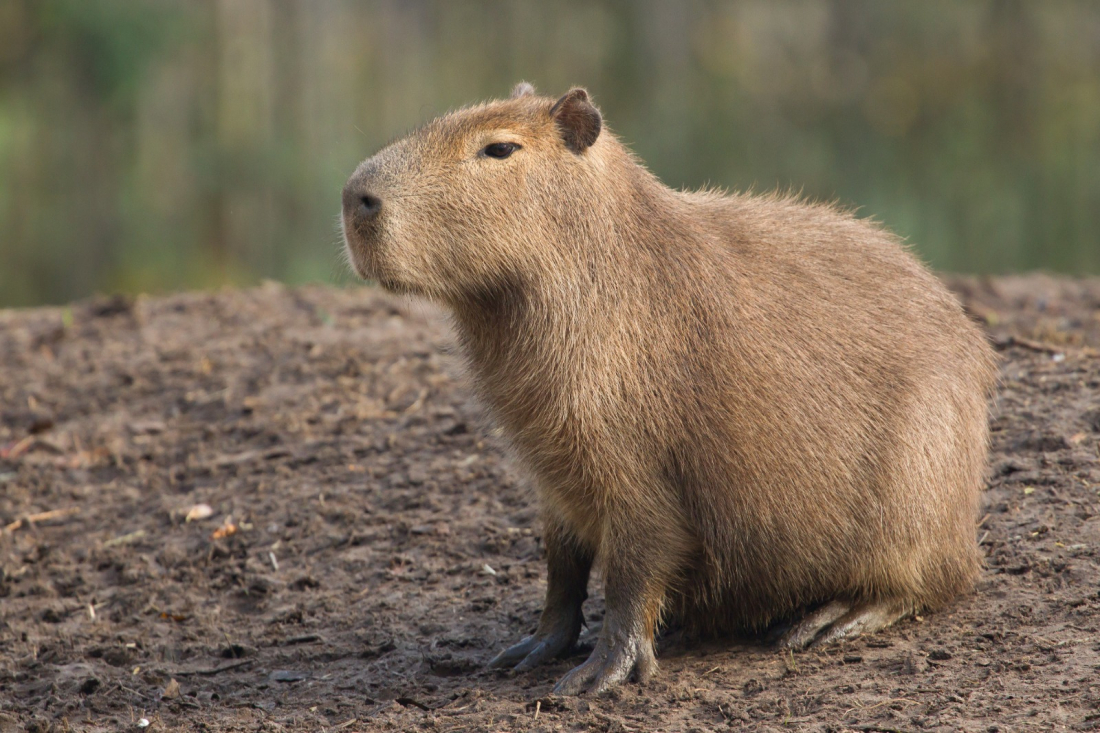Brasil: juiz considera que apelido de 'capivara' a trabalhadora não é ofensivo