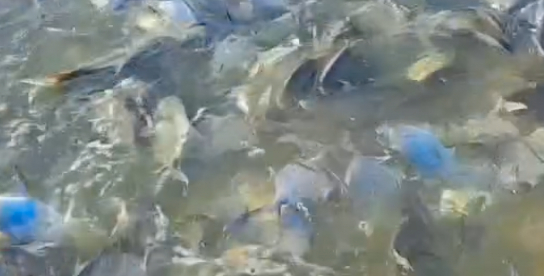 (Vídeo) Cerco histórico: milhares de pampos e anchovas são pescados no Farol de Santa Marta, em Laguna