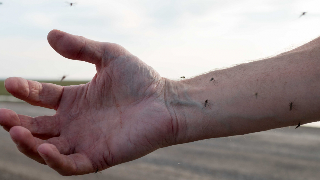 Primeiro caso de morte suspeita por Febre Oropouche em SC está sob investigação