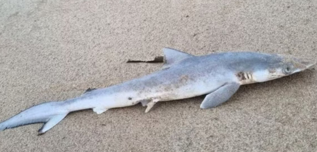 No país: tubarões testam positivo para cocaína na costa do Rio de Janeiro