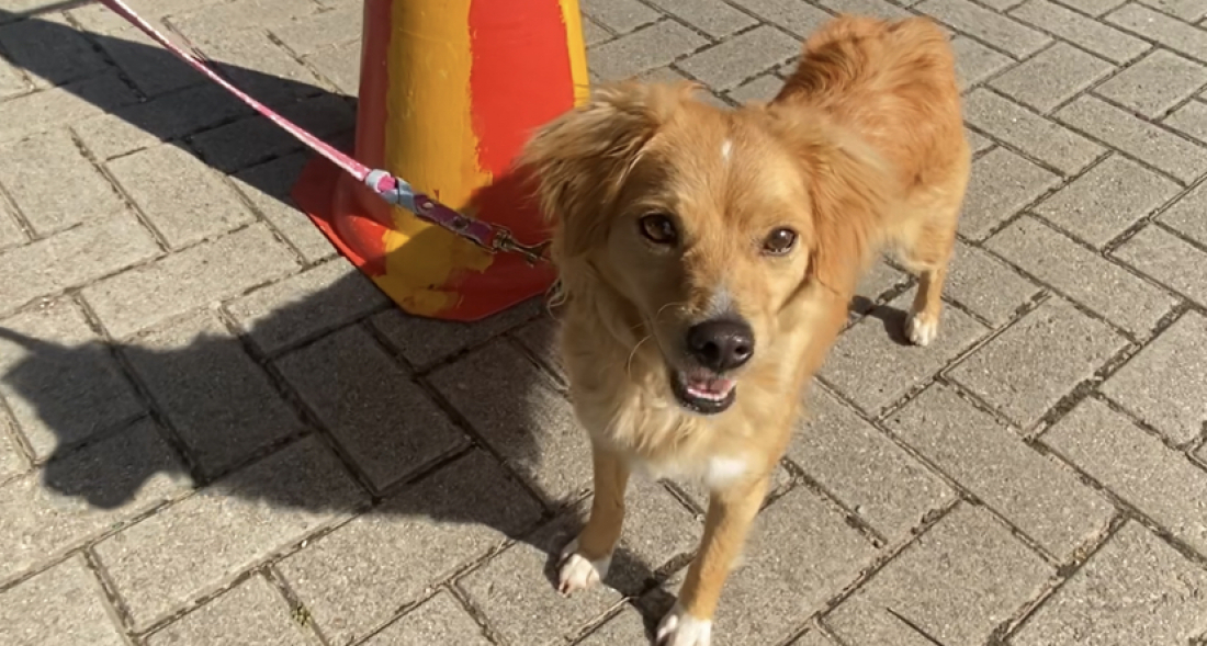 (Vídeo) 200 animais são castrados gratuitamente nesta terça-feira (23) em Tubarão