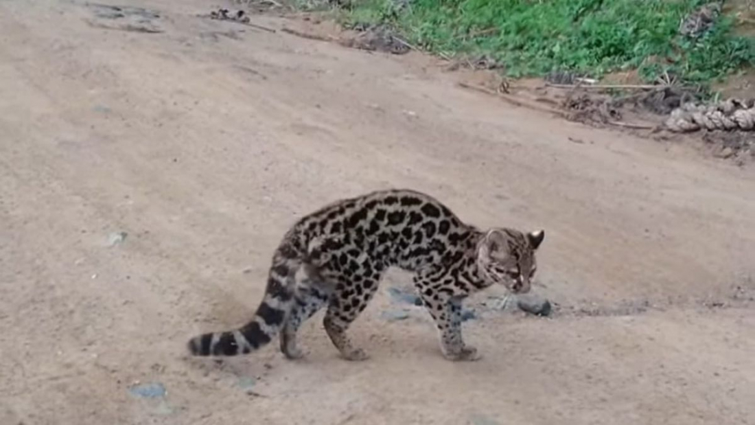 Gato-maracajá ameaçado de extinção é resgatado em galpão de SC