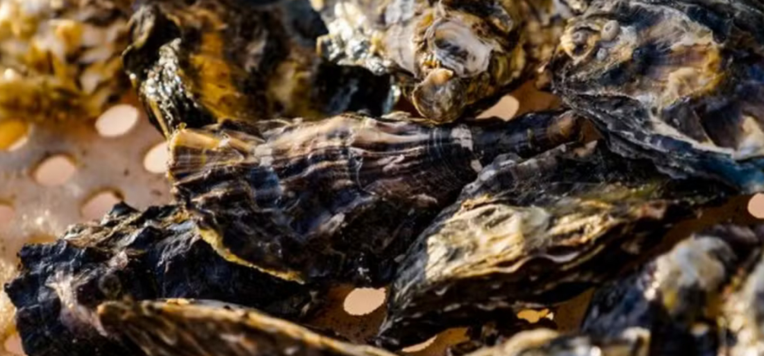 Santa Catarina suspende retirada, venda e consumo de moluscos bivalves