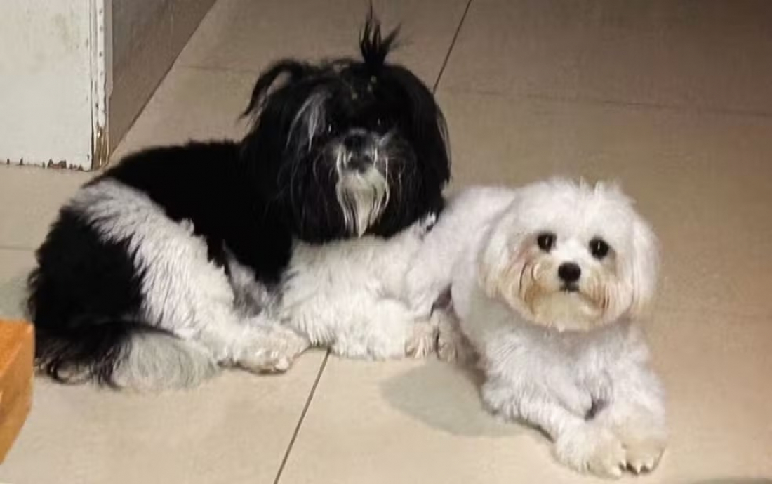 Brasil: cadelas morrem após serem esquecidas dentro de carro por pet shop