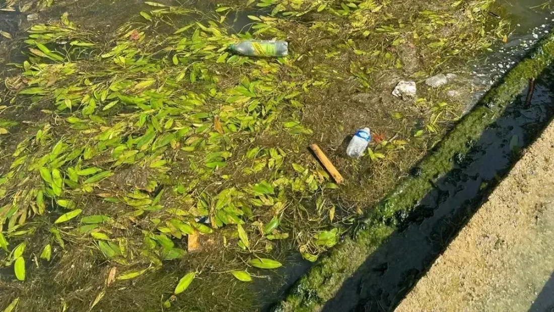 Garrafas, sacolas e espiga de milho: fotos mostram sujeira no rio Sena