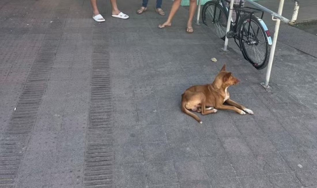 Brasil: cãozinho fica 9 dias esperando em porta de Hospital por dono que morreu