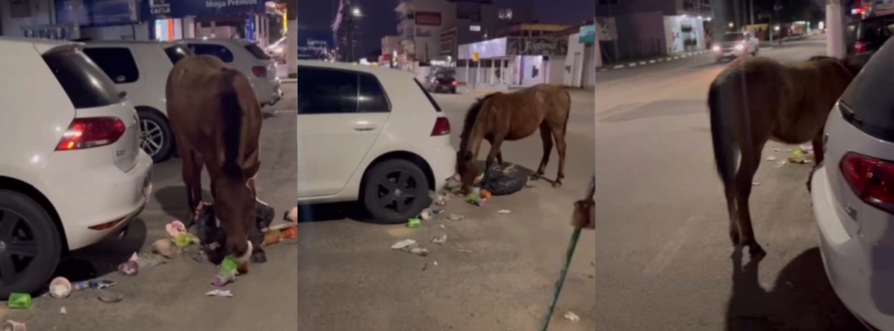 Morador de Capivari de Baixo relata que cavalo agressivo fica solto no Centro da cidade