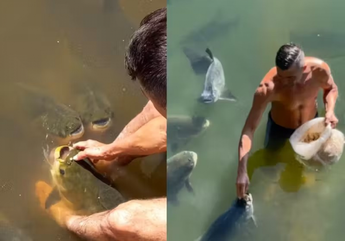 Brasileiro que 'encanta' peixes mostra interação com eles e viraliza
