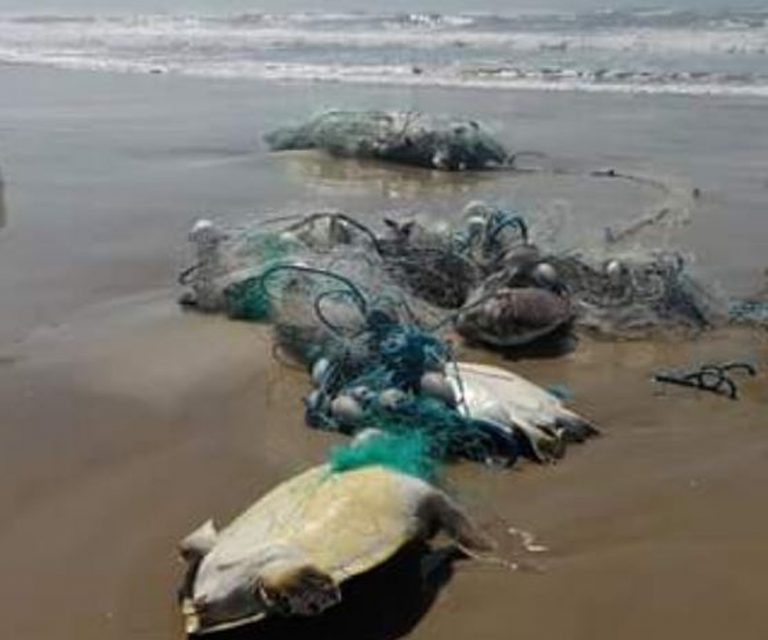 Tartarugas marinhas aparecem mortas enroladas em rede de pesca em Laguna