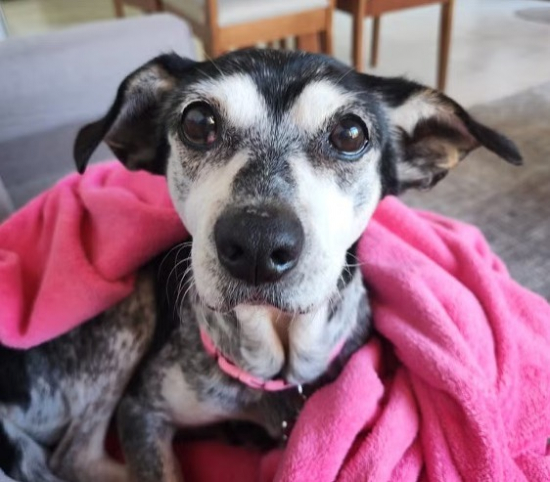 Cachorra resgatada de telhado durante enchentes no RS é adotada por família em SC