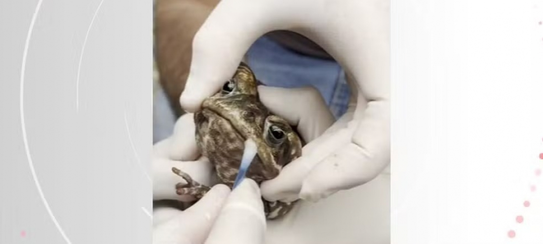 Biólogo consegue soltar boca de sapo resgatado com boca colada em SC