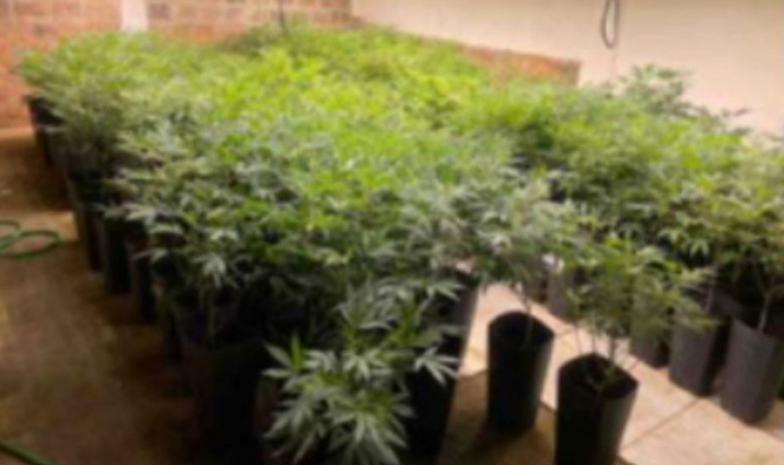 Dono de plantação de maconha em SC perde casa para União