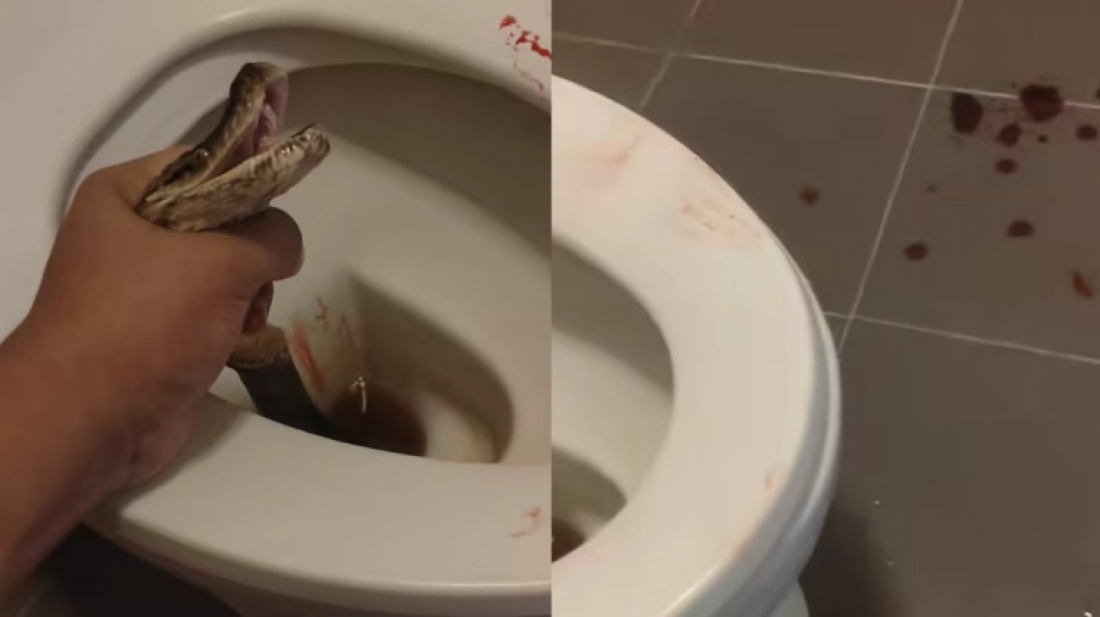 Cobra morde testículos de homem que usava banheiro na Tailândia