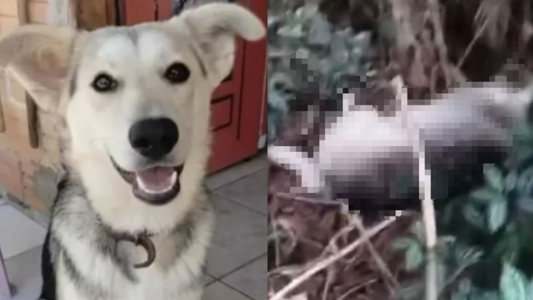 SC: mãe é denunciada após pagar para matar cachorro da filha